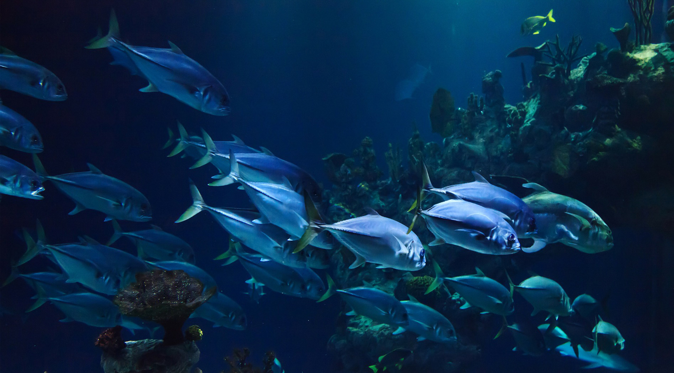 A multipurpose theme…